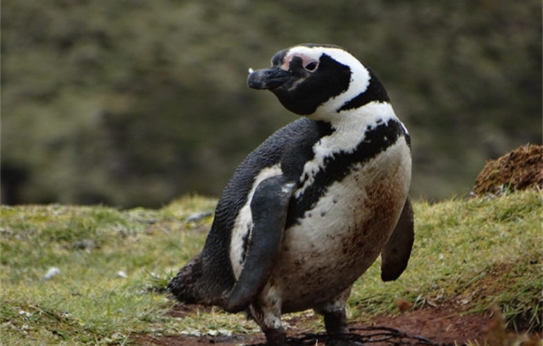 A Magellanic penguin on Isla de los Estados. CREDIT: Ulises Balza. 